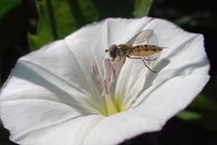 Episyrphus balteatus