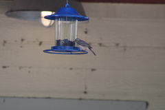 Haemorhous mexicanus