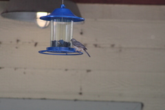 Haemorhous mexicanus