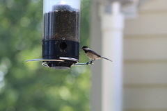 Poecile carolinensis