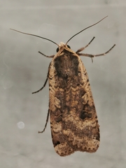 Noctua pronuba