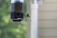 Poecile carolinensis