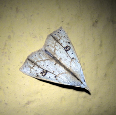 Scolecocampa