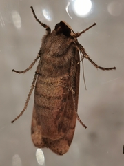 Noctua pronuba