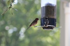 Haemorhous mexicanus