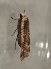 Noctua pronuba