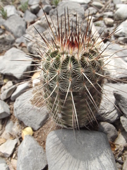 Echinocereus armatus
