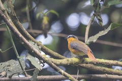 Sheppardia polioptera