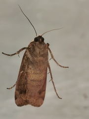 Noctua pronuba