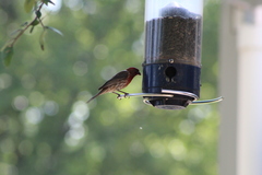 Haemorhous mexicanus