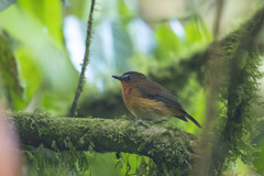 Cossyphicula roberti