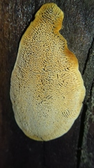 Fungi