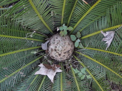 Dioon edule