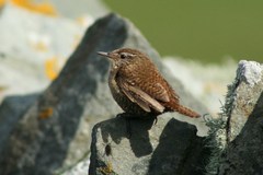 Troglodytes troglodytes zetlandicus