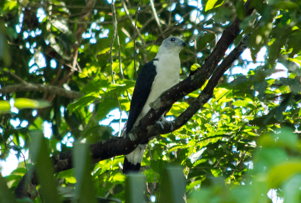 White-collared Kite photo