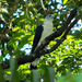 White-collared Kite - Photo (c) eduardovieira17, some rights reserved (CC BY-NC), uploaded by eduardovieira17