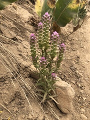 Orthocarpus cuspidatus