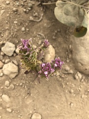 Orthocarpus cuspidatus