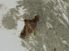 Pilocrocis milvinalis
