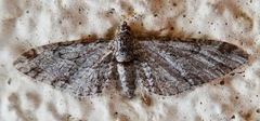 Eupithecia zelmira