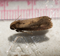 Acrolophus propinqua