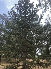 Araucaria araucana