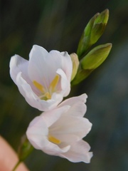 Ixia flexuosa