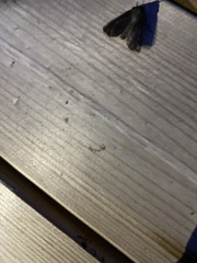 Dypterygia scabriuscula