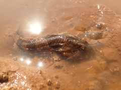 Myoxocephalus