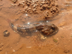 Myoxocephalus