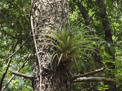 Tillandsia parryi