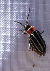 Disonycha pensylvanica