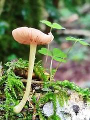 Pluteus plautus