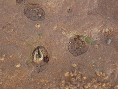 Petricolaria pholadiformis image