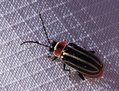 Disonycha pensylvanica