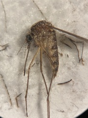 Aedes infirmatus