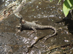 Sceloporus torquatus binocularis