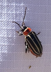 Disonycha pensylvanica