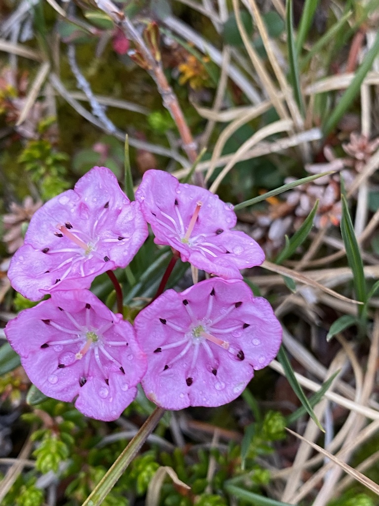 typical heathers, azaleas, and allies