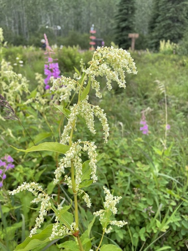 Koenigia lapathifolia (Cham. & Schltdl.) M.H.J.van der Meer