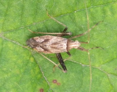 Phytocoris varipes