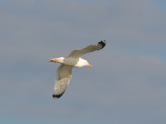 Larus argentatus