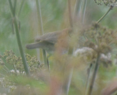 Phylloscopus trochilus