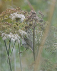 Phylloscopus trochilus