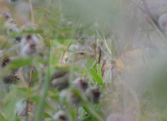 Phylloscopus trochilus