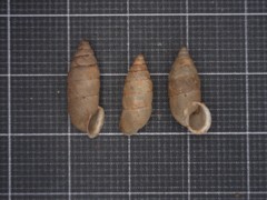Pene bulimoides