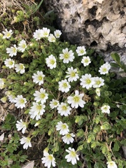 Cerastium latifolium