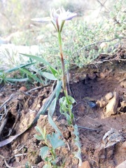 Moraea fergusoniae