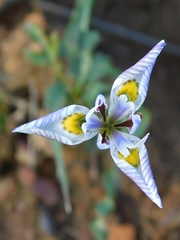 Moraea fergusoniae
