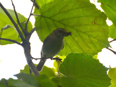 Phylloscopus trochilus